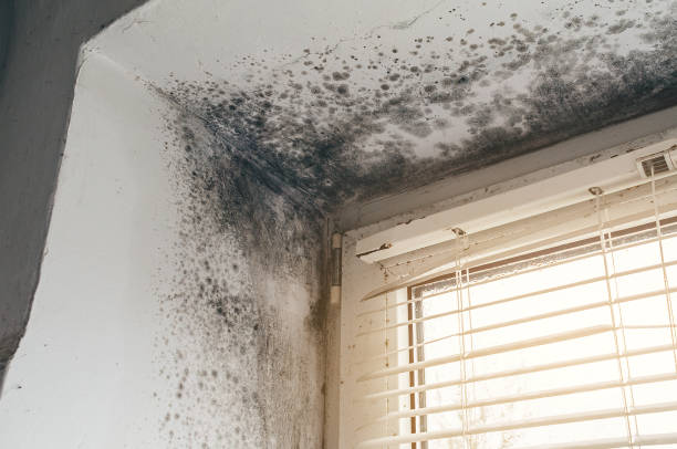 Trusted Commercial Mold Remediation service in Broadway, NC - Cheap Mold Removal